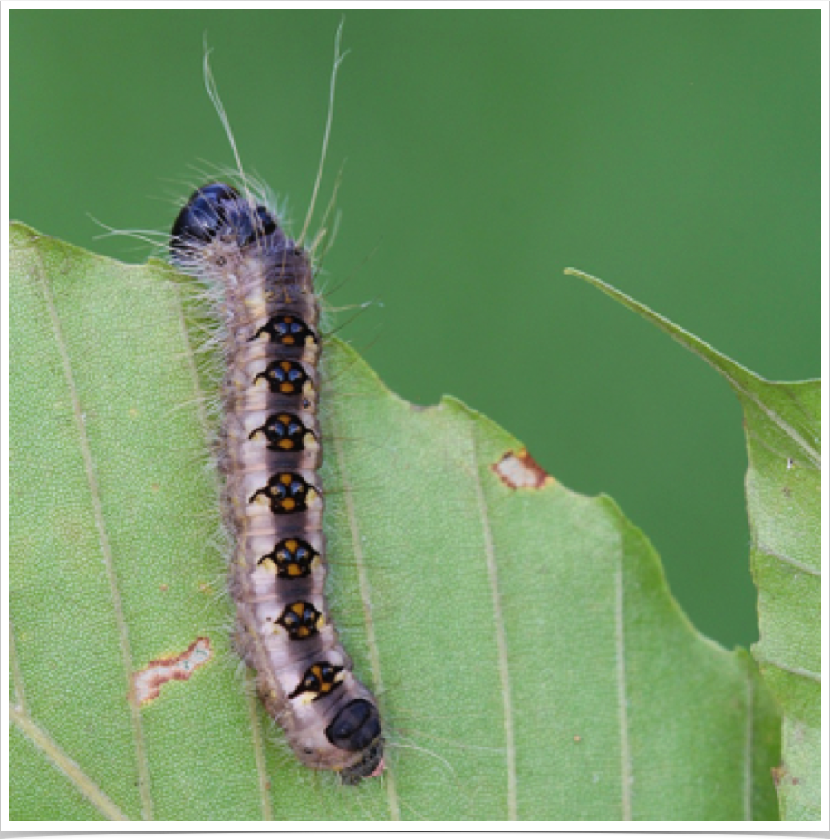 Acronicta interrupta
Interrupted Dagger
St. Clair County, Alabama